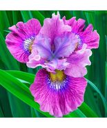 21 Heirloom Iris Seeds Fragrant Flower Plant - £6.11 GBP