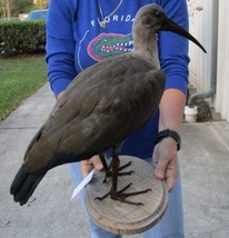 Real Hadada Ibis (Bostrychia hagedash) full mount with base 15 inches tall - $1,250.00