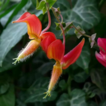 CLK 25 Seeds Lipstick Vine Flowers Columnea Gloriosa USA Seller - £7.91 GBP