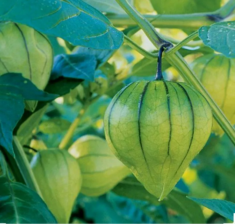 SYST 100 Seeds Tomatillo Toma Verde Non Gmo Heirloom Catalog Home Garden  - $9.15