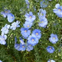 500 SEEDS LINUM USITATISSIMUM COMMON FLAX HEIRLOOM SEEDS SPROUT FAST ENJ... - $8.35