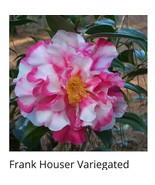 SEPTH Frank Houser Variegated Camellia Japonica Live Starter Plant - $43.28