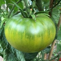 Aunt Ruby&#39;s German Green Tomato Seeds NON-GMO Heirloom FREE SHIPPING USA - $1.69+