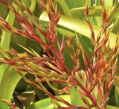 Plant Pup Sale Bromeliad Aechmea Lemon Best Among Blanchetiana Full Sun Exotic - £26.86 GBP