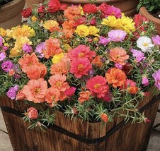 1000 Seeds Moss Rose Double Mix Color Seeds Portulaca Grandiflora USA Garden - $11.36