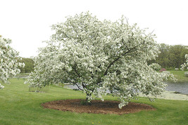 New Fresh Seeds 15 Donald Wyman Crab Apple Seeds Malus Donald Wyman - £9.58 GBP