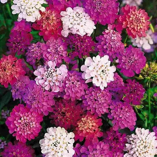 Fresh Candytuft Dwarf Fairy Mix Groundcover Heirloom Pollinators Non-Gmo 500 See - £8.62 GBP