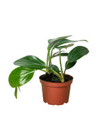 Philodendron &#39;Dragon Tail&#39;-4&quot; Pot - $828.61 MXN