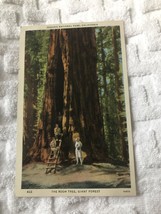 Unused Postcard The Tree Room Giant Forest Sequoia National Park California CA - £3.92 GBP