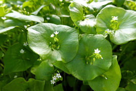 100 Seeds Miner&#39;s Lettuce - £11.50 GBP