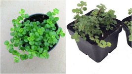 2 Plants 2&quot; Pots Pilea Depressa Large Leaf Baby Tears Jobes Tears Tiny Tears  - $43.99