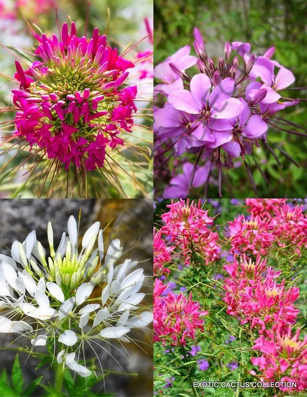 CLEOME HASSLERIANA spiny spider flower pink queen exotic flowering seed 20 seeds - £13.42 GBP