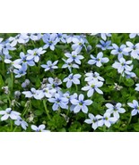 100 Seeds Blue Star Creeper Isotoma Fluviatilis - $370.86 MXN