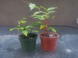 2 Hardy Kiwi Plants #NR - $42.99