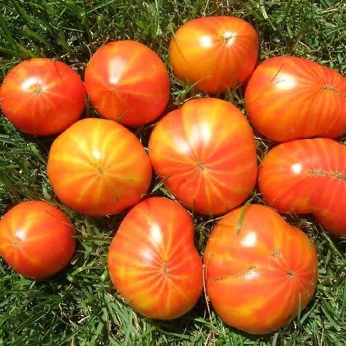 GIB Mr Stripey Tomato Vegetable Heirloom NON GMO 25 Seeds - £7.55 GBP