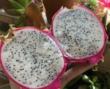 200 White Dragon Fruit Seeds Pitaya Pitahaya Hylocereus Undatus Cactus G... - $14.99