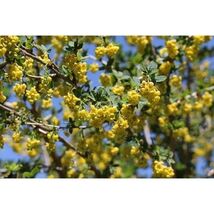 Pure Herbs: Barberry - 4 oz. (Natural Herbal Extracts) image 2