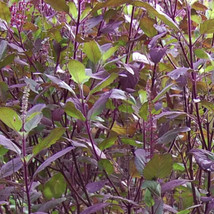 FRESH Red Leaf Holy Basil Seeds, NON-GMO, Tulsi, Monk&#39;s Basil, Ayurveda,... - £14.02 GBP