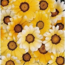 USA Seller 30 Orange Cream Gazania Drought Resistant Re-Seeding Annual Flower Se - $21.51