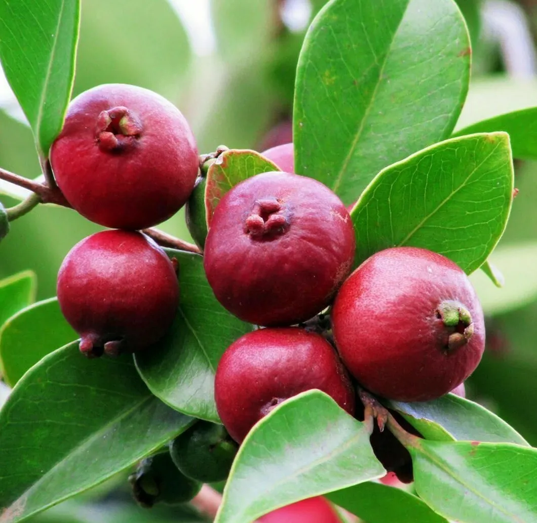 Strawberry Guava Tree/Bush (Cattley Guava) 12&quot; Tall 6&quot; - £35.58 GBP