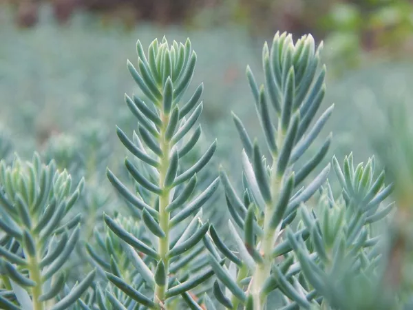Sedum Rupestre Silver Spruce 200 Seeds Hardy Sedum Yellow Flowers In Sum... - $6.38