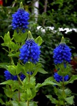 15 Seeds Blue Witches Hat House Plant Garden Flowers Fresh USA Fast Ship... - £13.09 GBP