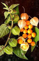 Jstore USA Physalis peruviana Cape Gooseberry |Peruvian Ground Cherry|PohaBerry5 - £11.26 GBP
