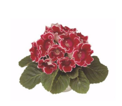 25 Pc Seeds Pelleted Gloxinia Avanti Red White Flower Seeds For Planting... - $23.10