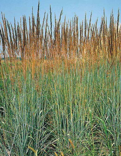MBK 133 Seeds Indian Grass Perennial Ornamental Groco Fresh Garden - $8.79
