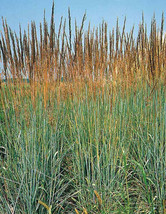 MBK 133 Seeds Indian Grass Perennial Ornamental Groco Fresh Garden - $167.33 MXN