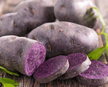 Blue Adirondack Seed Potatoes Usda Certified For Planting Purple Potato  - $28.20
