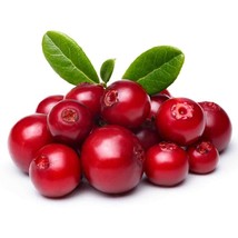 Mountain Cranberry / Lingonberry (Vaccinium Vitisidaea) - 25 seeds - £3.97 GBP