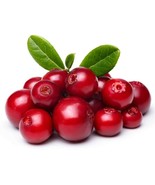 Mountain Cranberry / Lingonberry (Vaccinium Vitisidaea) - 25 seeds - £3.94 GBP