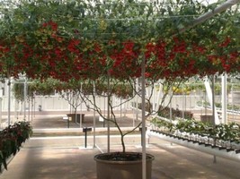 TISSEEDS 40 Italian Tree Tomato &#39;Trip L Crop&#39; Lycopersicon Red Fruit Veg... - $8.99