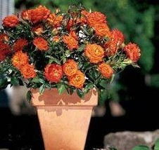 Orange miniature rose seeds- choose the color- 20 seeds - code 674 - $5.99