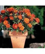 Orange miniature rose seeds- choose the color- 20 seeds - code 674 - $8.43 CAD