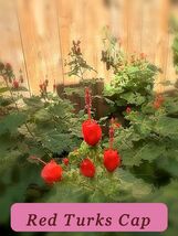 5 Red Turks Cap Seeds High Yield - $2.94