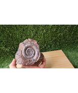 Clymenia laevigata Ammonite Fossil – Devonian Moroccan Ammonite, Fossils  - $44.55