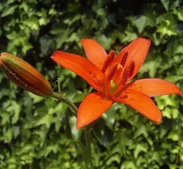 US Seller Lilium Concolor Morning Star Lily Salisburys Lily 10 Seeds - £21.70 GBP