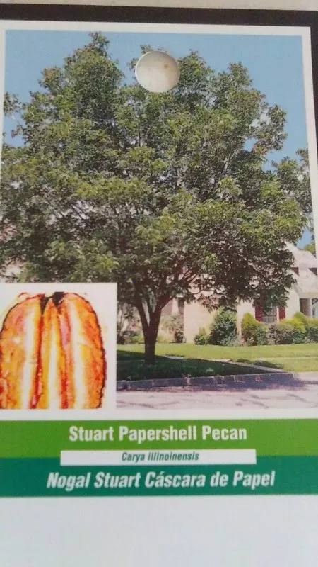 Stuart Papershell Pecan Tree 4 6 Ft. Shade Trees Healthy Plant Large Pecans Nuts - £173.58 GBP