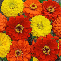 Zinnia Lava Lamp Mix Cut Flowers Pollinators Large Blooms 200 Seeds Fresh USA Fa - $9.98