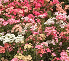 400 Seeds Phlox Pastel Colors Spring Blooms Heirloom Native Usa Full Sun Non Gmo - £9.42 GBP