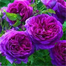 New Dark Purple Climbing Rose Perennial Flower Organic, 50 Seeds - £9.69 GBP