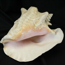 Authentic Pink Queen Seashell Beach Wedding Hawaii Tiki - $36.25