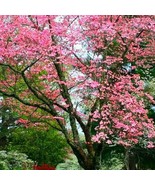 Princess Tree Paulownia Tomentosa Tree 4Ft Per Year Showy Ornamental Soi... - $12.23 CAD