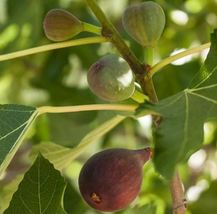 1 Pcs Fig Tree Brown Turkey Fruiting Fig Tree - Ficus Carica Live Plant - £24.46 GBP