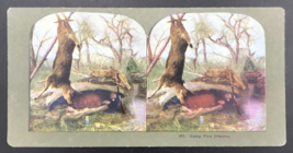 c1900s TW Ingersoll Stereograph #491 Camp Fire Dreams Deer Hunting Sleeping - £7.32 GBP