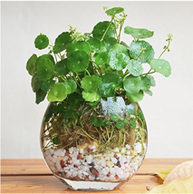 SL Flower Seeds Pilea Seeds 50Pcs/Bag Copper Grass Cold Water Indoor Put... - $35.40 MXN