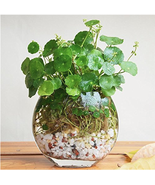 SL Flower Seeds Pilea Seeds 50Pcs/Bag Copper Grass Cold Water Indoor Put... - $1.86