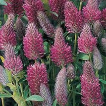 New Fresh Seeds Crimson Clover - $14.98